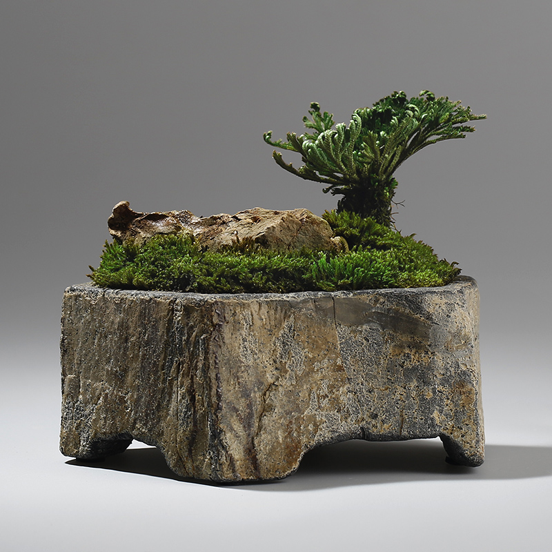 وعاء زهور من الحجر البازلتي ال - مراجعة Bonsai Garden Indoor وسعره
