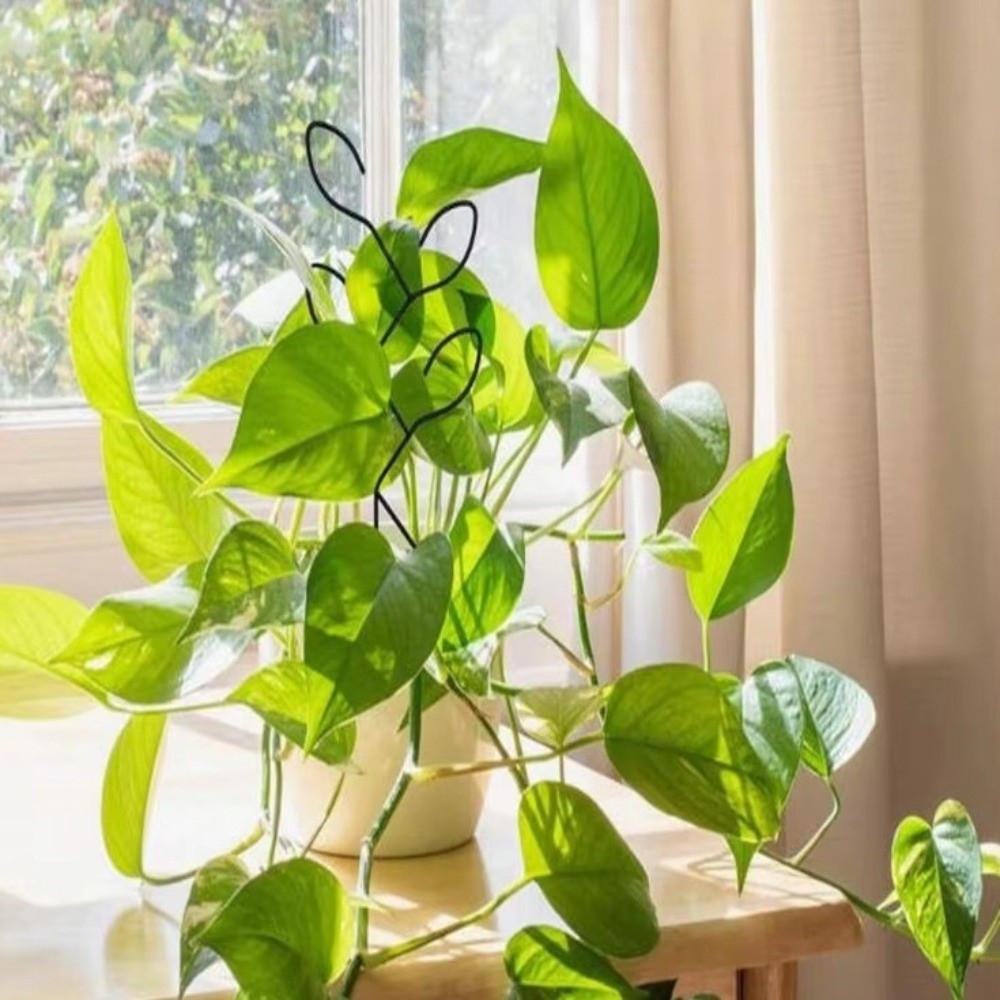 إطار تسلق نباتي من الحديد، حام - مراجعة Bonsai Vertical Garden وسعره